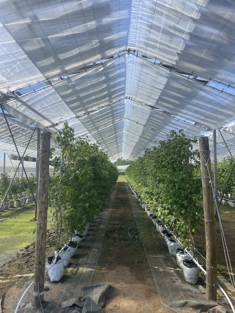 Fraises et framboises sous les serres photovoltaïques - agrivoltaisme - autoconsommation collective